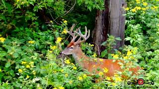 Beautiful Buck Walking In The Tall Grass As Drone Sneaks Up On Him 4K Drone Footage