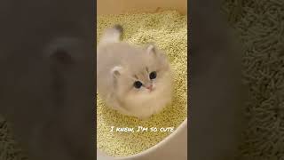 Cute Kitty