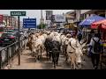 See how some cattle owners are destroying roads in Accra