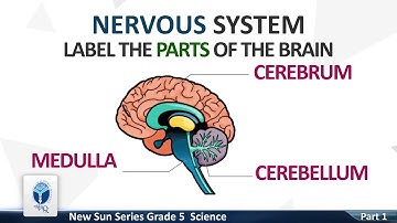 AFAQ Sun series Grade-5 Science Activity sheet (Part 01) | Student’s Resource Pack  Teaching Videos.