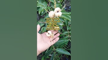 Cây Nhãn long tiêu trắng | 0386569374 - Ngọc Ngân Bến Tre | Chuyên cây độc lạ