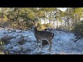 10 Point Buck - Florida Whitetail Deer