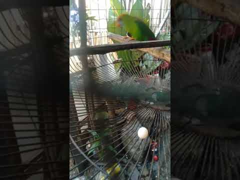 kolasisi Nag itlog sya kahit walang male..phillippine hanging parrot 2021..