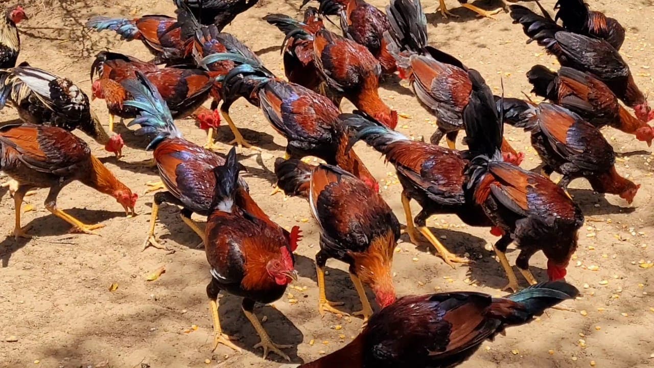 Mayor Criador a Campo abierto, Mejores Macheros  Del Pais Para la crianza de Aves de competencia.