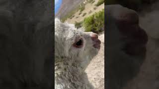 Good samaritan helps lost baby alpaca find its home | Humankind #shorts #goodnews