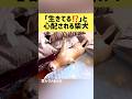 「生きてる⁉️」と心配される柴犬 #柴犬 #shibainu #shorts