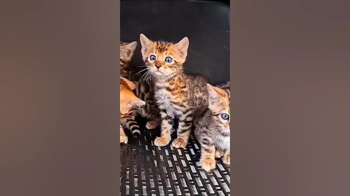 Video 11804621: bengal kitten funnycats, bengal cat funnycats, bengal cat cute kittens, bengal cat funny kitten