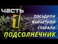 Микрозелень подсолнечника. Посадка и выращивание / аэропоника ч.1