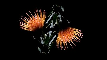 Dive Index - Wish I Had a Pulse (Tiny Mile Remix) ft. Natalie Walker - Official Video