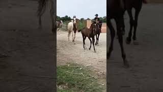 Mares And Fillys Gunjal Stud Farm Ow. By Sh Champalal Ji Gurjar Rajsamand Rajasthan Con. 9929946062