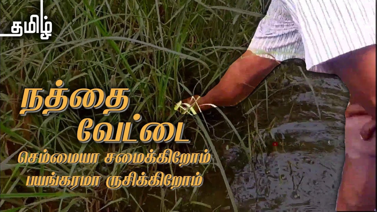 நத்தை🐌 வேட்டை | Snail Hunting In My Village | செம்மையா சமைக்கிறோம் பயங்கரமா ருசிக்கிறோம்🤤 | RJ SURYA
