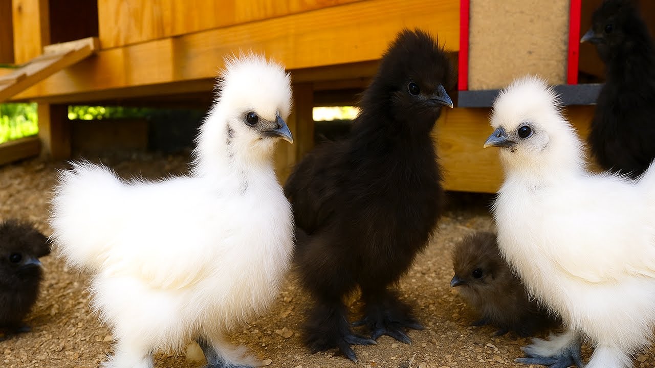 Cute Fluffy Silkie Chickens in the Coop: LIVE