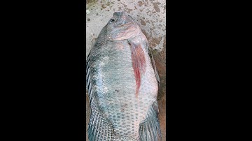 CON CÁ RÔ PHI SIÊU TO KHỦNG LỒ ĐÂY RỒI | #Shorts