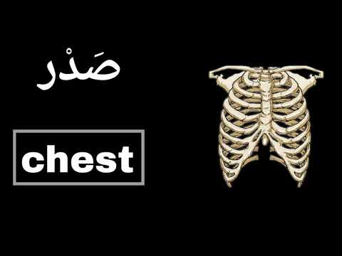 نطق كلمة صدر او قفص صدري  باللغة الانجليزية