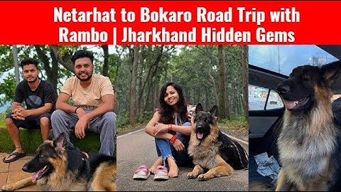 Bokaro to Netarhat with Dog | Jharkhand Hidden Gems #roadtrip #jharkhand #weekend #netarhatjharkhand