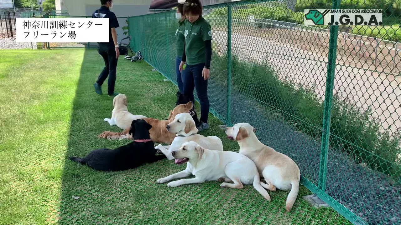 【中古】 盲導犬の科学 選抜，育成および訓練/信山社サイテック/クランス・Ｊ．ファッフェンバーガー 中古】 盲導犬の科学 選抜，育成および訓練/信山社サイテック