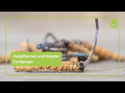 Cordyceps – Alles was du über seine Wirkung wissen solltest.