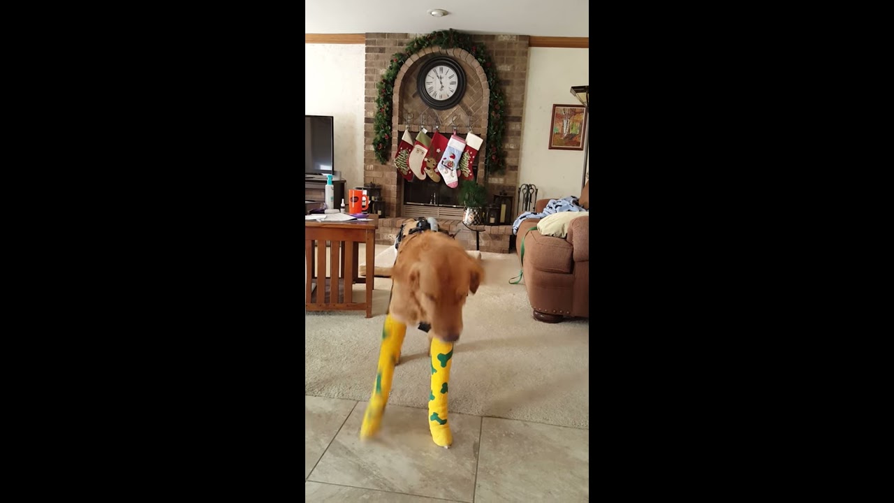 Shaggy Two Days After Surgery