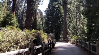 General Grant Tree Trail in Kings Canyon National Park