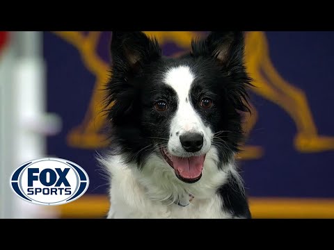 Watch 5 of the best WKC Dog Show moments to celebrate National Puppy Day | FOX SPORTS