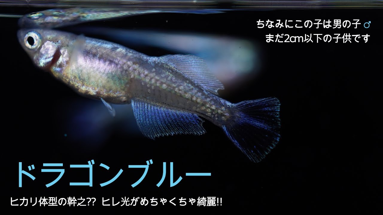 23 ヒカリ体型の幹之？購入する時に気をつけるドラゴンブルーの紹介