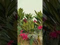 #shorts #patiala #garden #vlog #jennie #kpop