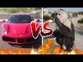 Picking Up Girls With A Ferrari VS With A Monkey!!