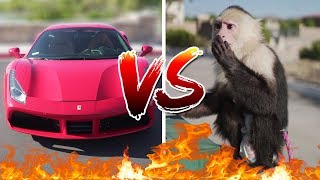 Picking Up Girls With A Ferrari VS With A Monkey!!