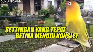 SETTINGAN TEPAT LOVEBIRD BETINA MENUJU KONSLET