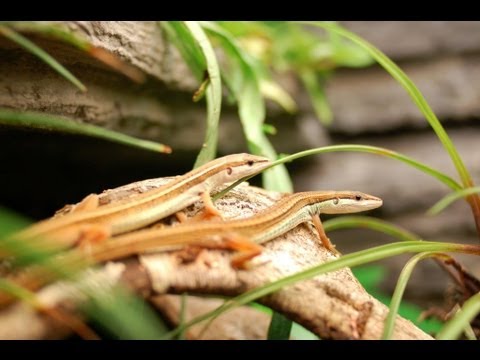 Video: Overflødig Vekttap I Gekko - Skinny Tail In LIzards