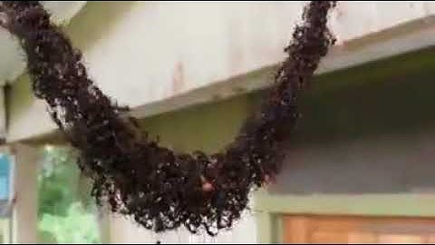 Ants building "bridge" to attack wasp nest
