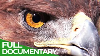 The Alps - Europe's Wild Heart | Free Documentary Nature by Free Documentary - Nature 93,529 views 1 month ago 51 minutes