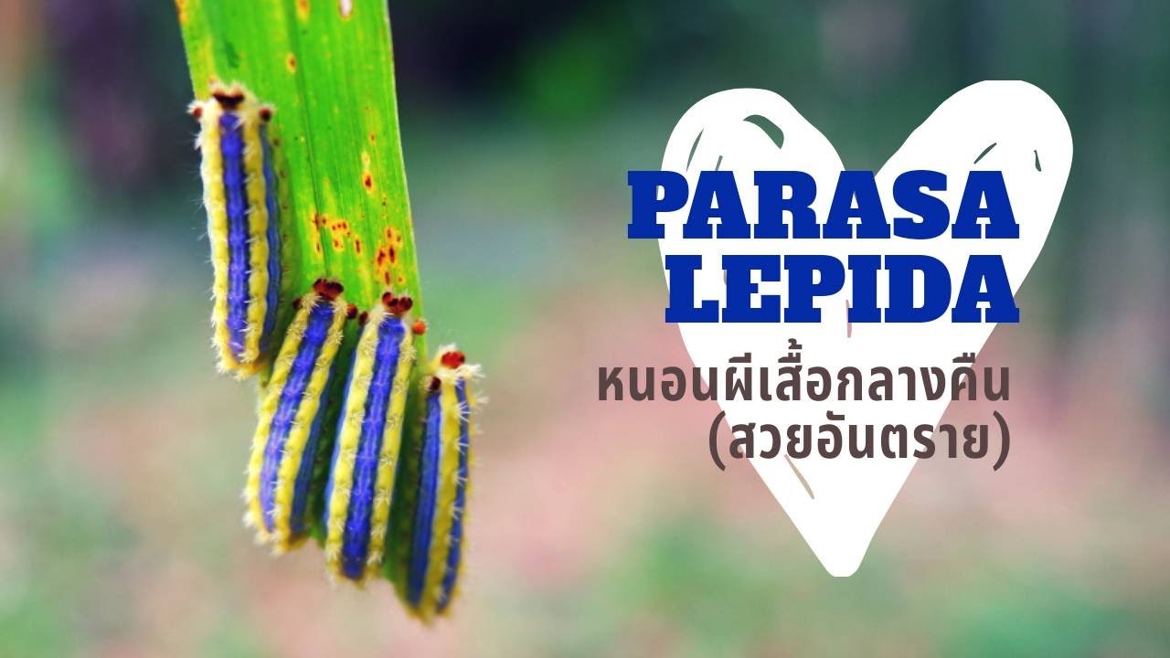 Parasa Lepida (หนอนผีเสื้อกลางคืน) Ep.1