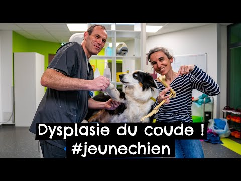 Vidéo: Dysplasie Chez Les Chiens De Grande Race - Dysplasie Du Coude Chez Les Chiens En Croissance