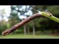 Is This a STICK or a INCH WORM ??? Nature is AMAZING ! Defense Mechanism  Of an Inch Worm