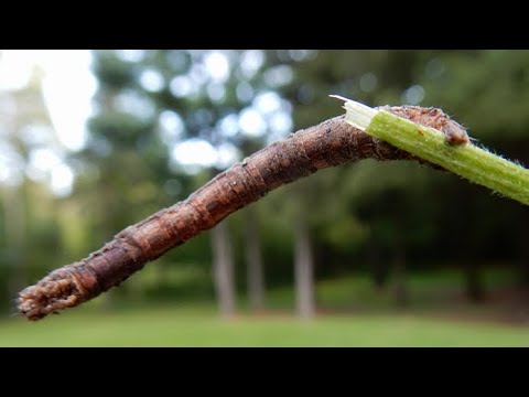 Is This a STICK or a INCH WORM ??? Nature is AMAZING ! Defense