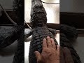 お腹いっぱい食べて日光浴してる天天🐊