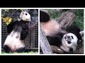 Someone is in rut!💕🐼⁉️Qi Ji&#39;s jungle gym adventures💕🪵Following mommy round &amp; round🐾💫