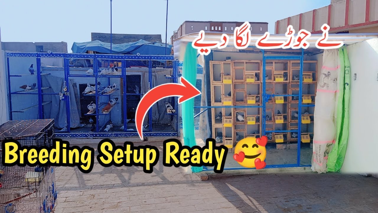 Pigeon Breeding Setup Ready 🕊🥰 
