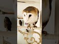Barn owl🦉 quietly angry💢