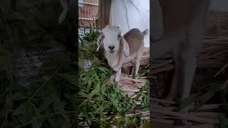 Eating Grass Valluk & Tyrex 2 #babygoats #verticalvideo #cuteanimals