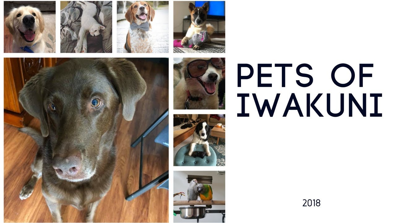 Pets of Iwakuni 2018 YouTube