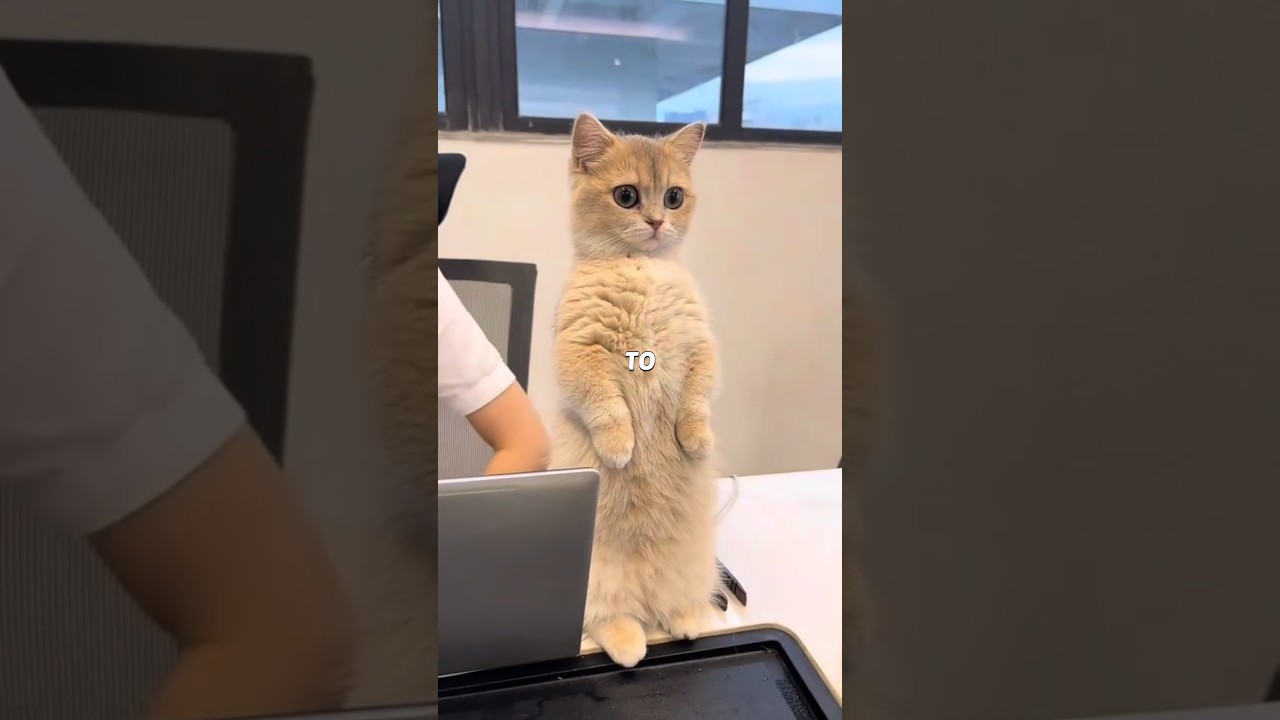 Your kitty’s a mini tiger!  