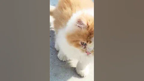 Video 1430771: cutecats furry persian cats, kitten cutecat
