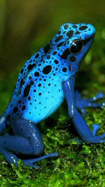 Amazon Rainforest: The World's Greatest Mystery 🌿🌎 #shots #facts #amazonrainforest
