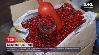 Новости Украины: сколько стоит кизил и что из него можно приготовить