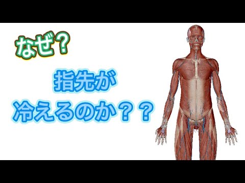 【手の冷え】解説します！