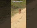 Bhola tiger in phato# jimcorbett #morning safari phato# tiger moment