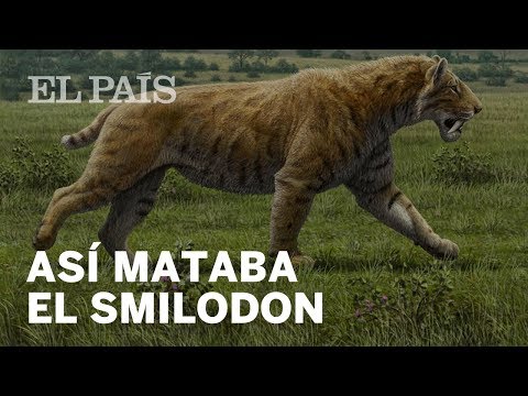 5 datos del tigre dientes de sable | Materia