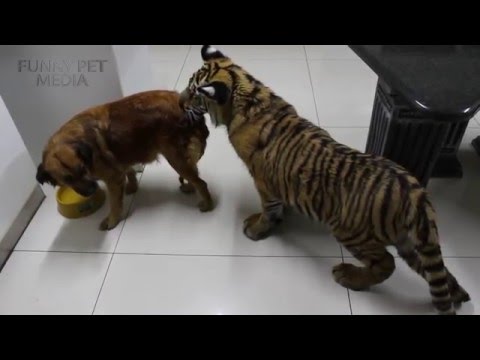 funny-tiger-cubs-🐯-tiger-cubs-playing-(hd)-[funny-pets]